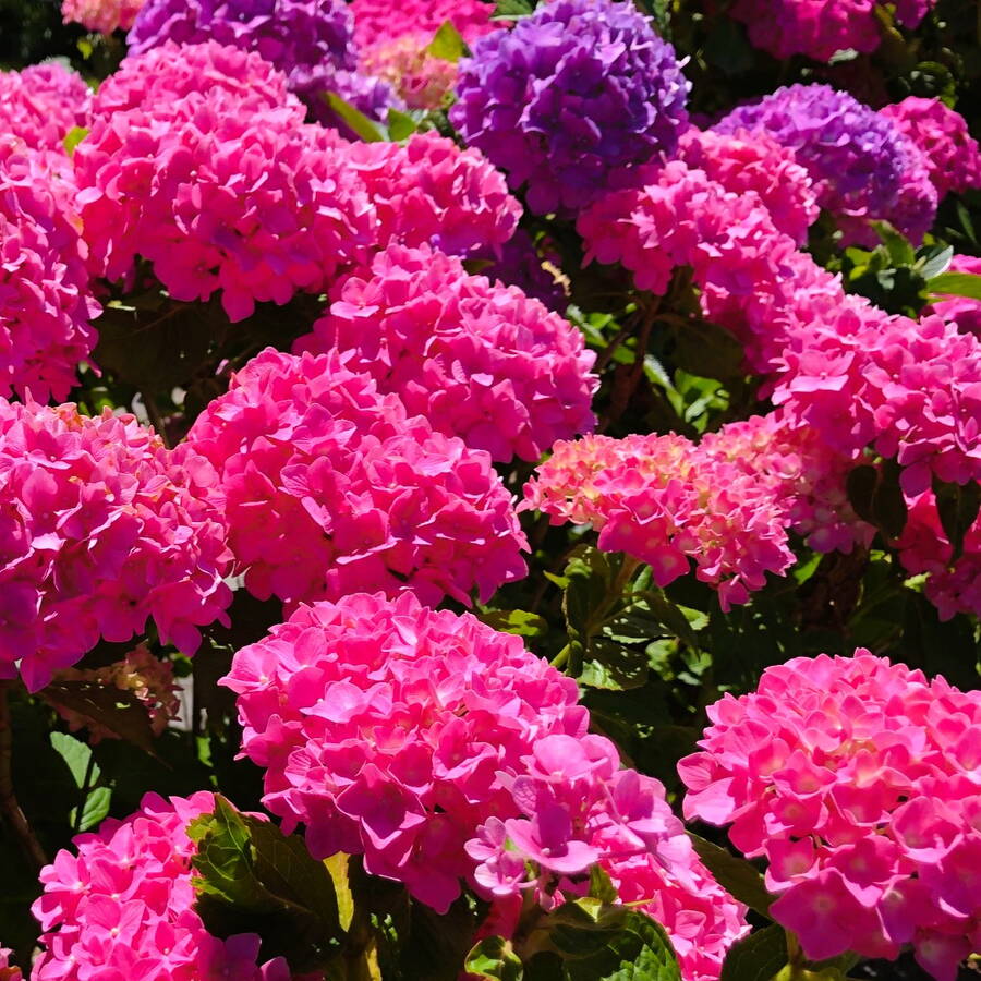 Bild_Frühling_Holz Feng Shui-Blog_Nr.3_